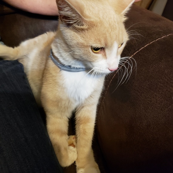 🐱 NEW LISTINGS SALE URGENT SURGICAL NEEDS🐱 - Picture 2 of 5